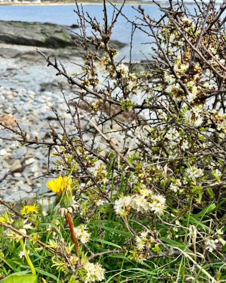 Blackthorn stunted on the shore edge