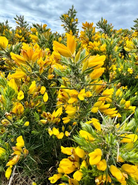 Manx gorse