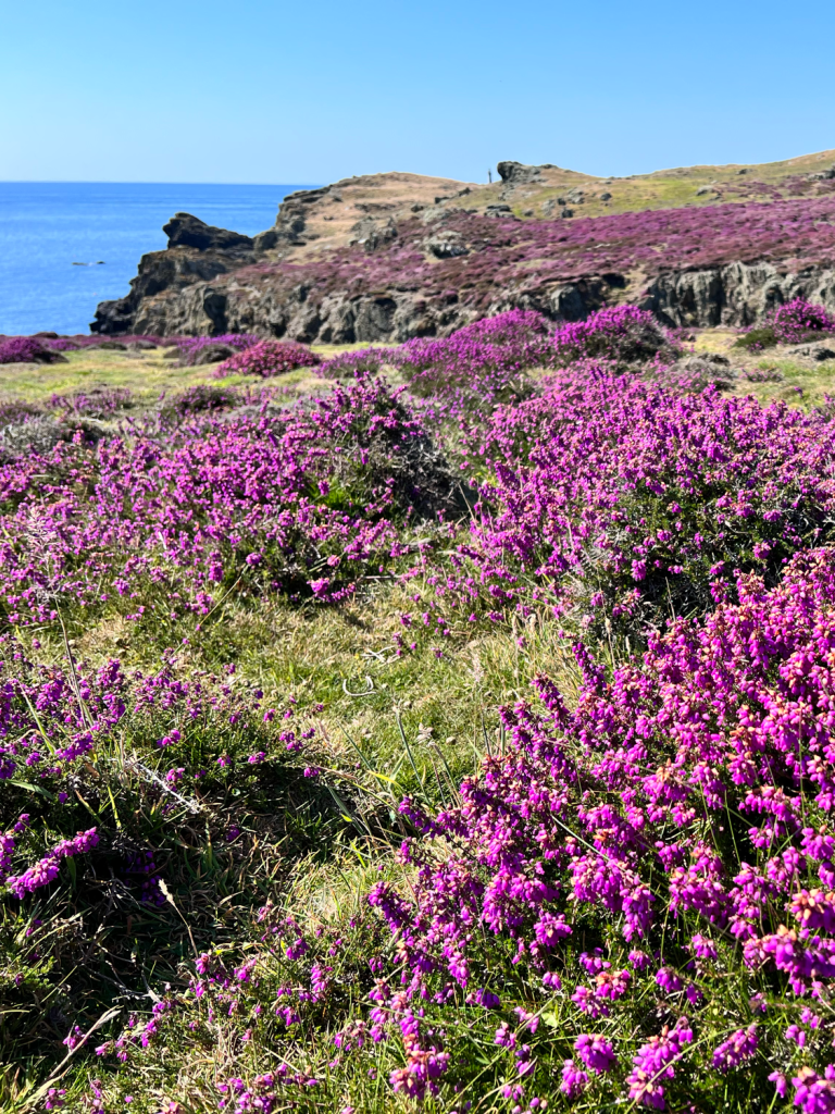 Calf of Man