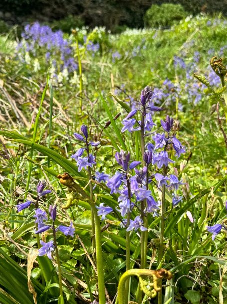 Manx Spanish bluebells